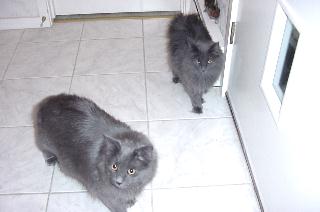 Nax (front) and Leyla
