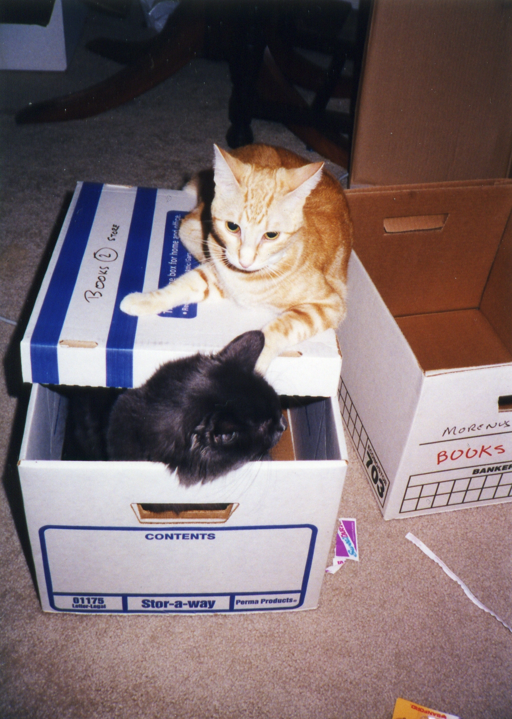 Whimsy and Tigger help me pack
