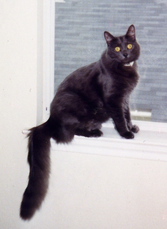 Whimsy in the window (July 1999)