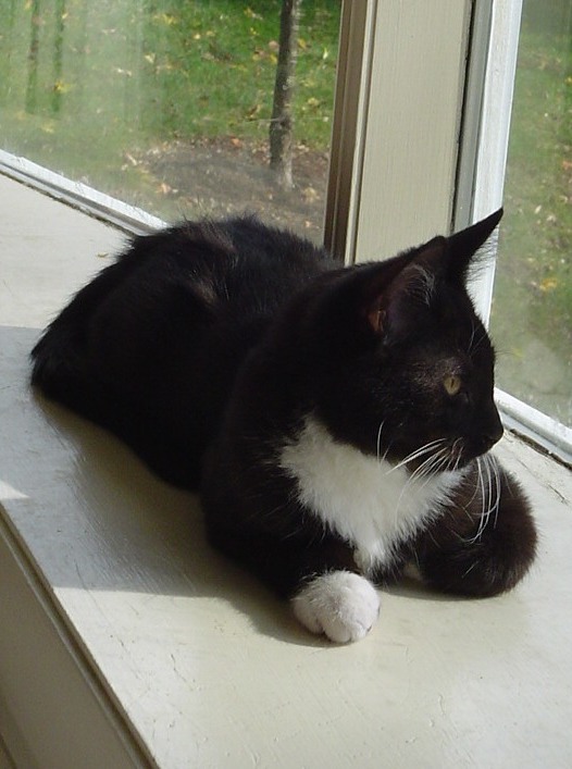 Laddie, November 2004